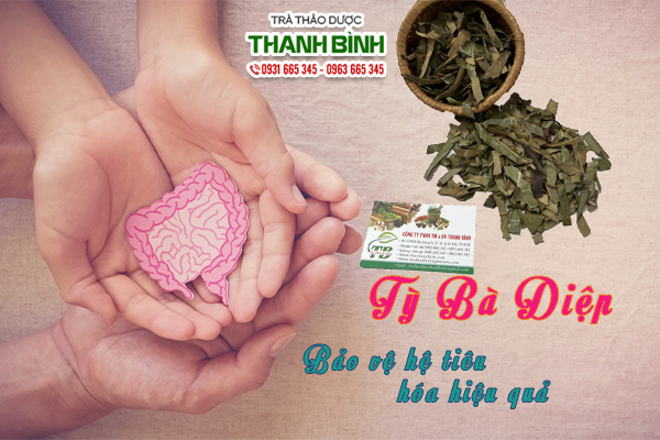 Tỳ bà diệp Thảo Dược Thanh Bình