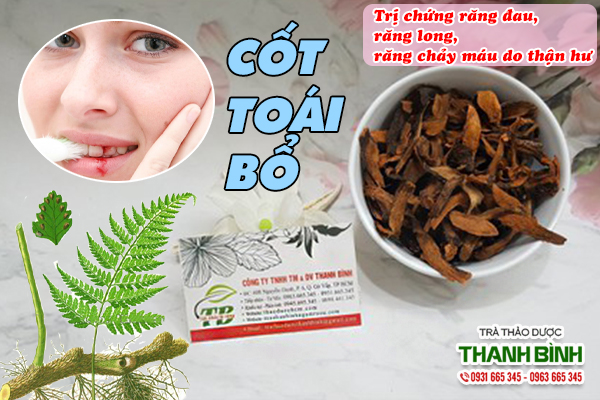 Cốt toái bổ và bài thuốc trị chảy máu chân răng