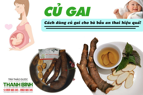 Củ gai và một số bài thuốc an thai tốt cho mẹ bầu