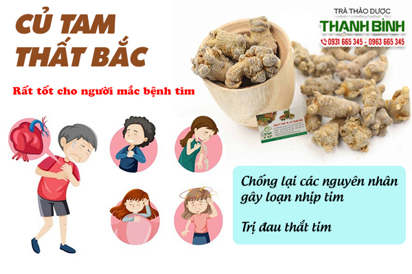 Củ tam thất bắc và bài thuốc trị đau thắt tim