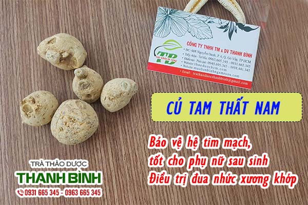 Hình ảnh củ tam thất nam chất lượng tại Thảo dược Thanh Bình