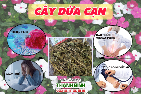 Cây dừa cạn và một số công dụng trị bệnh