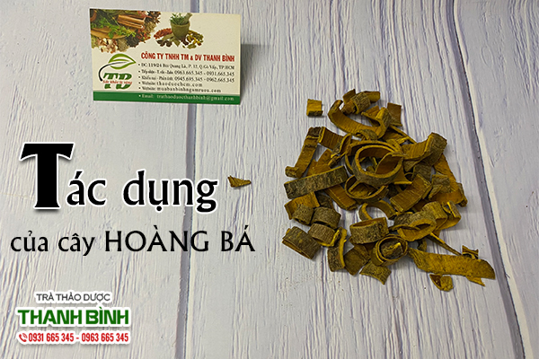 Giới thiệu dược liệu hoàng bá