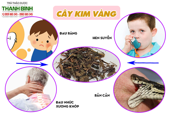 Một số công dụng chính của dược liệu kim vàng trong trị bệnh