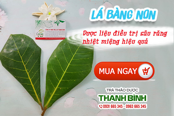 Tìm hiểu về vị thuốc lá bàng non