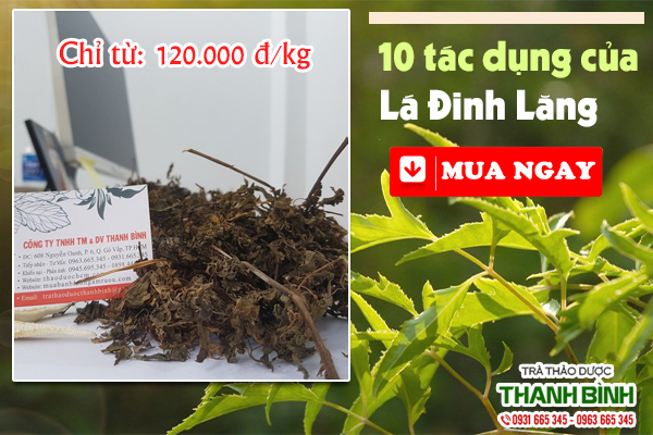 Dùng lá đinh lăng sao cho hiệu quả?