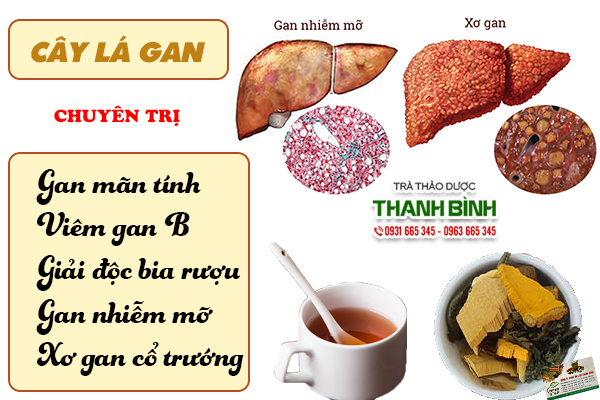 Một số bài thuốc trị bệnh từ cây lá gan đem lại