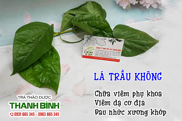 Lá trầu không dùng sao cho đúng cách?