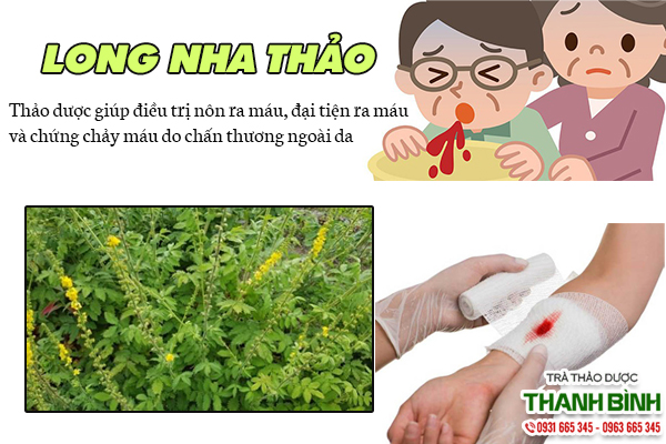 Long nha thảo và một số bài thuốc trị bệnh 