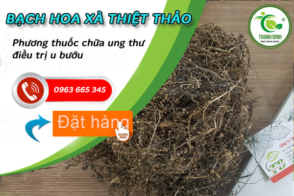 Công dụng của bạch hoa xà thiệt thảo