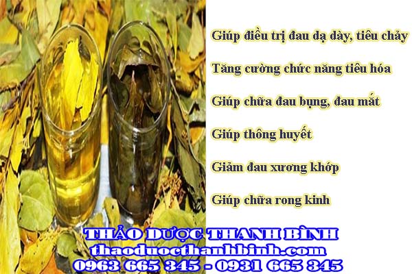  cây chè dung 