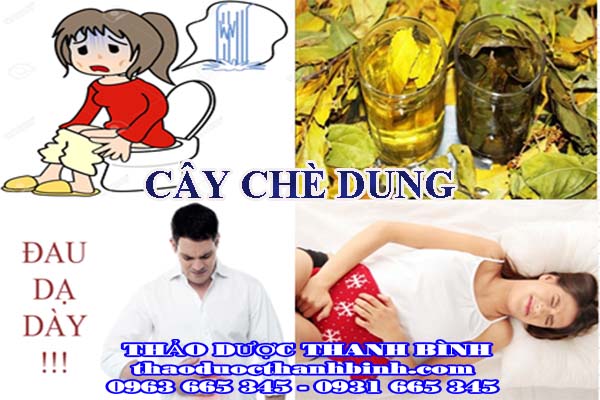  cây chè dung 