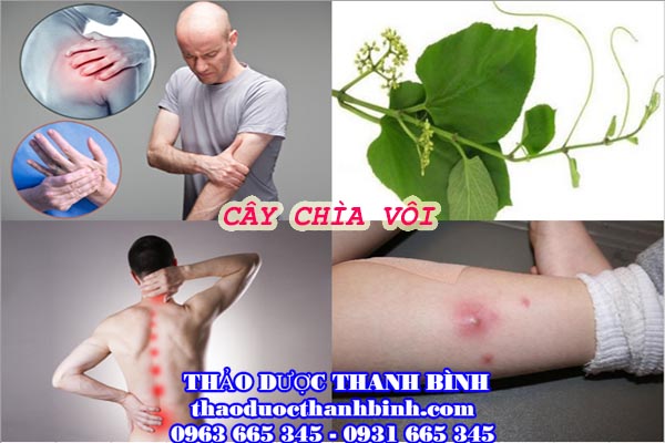 Công dụng của cây chìa vôi