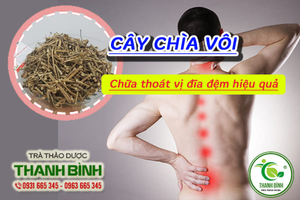 Cây chìa vôi và bài thuốc trị thoát vị đĩa đệm