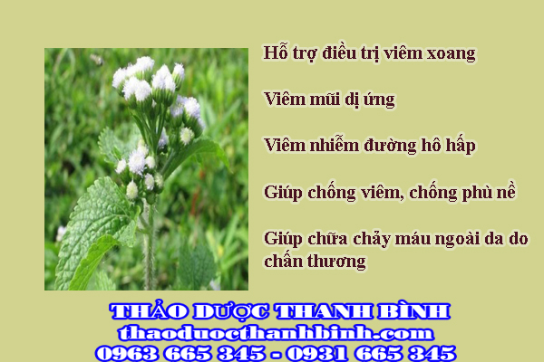 Cây cỏ hôi và những công dụng hay đối với sức khỏe