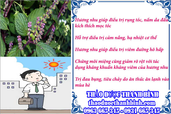 Công dụng trị bệnh mà hương nhu tía đem lại