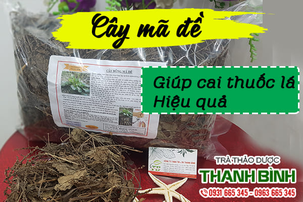 Tìm hiểu về dược liệu mã đề&nbsp;