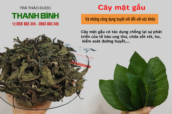 Cây mật gấu chất lượng 100% tại thảo dược Thanh Bình