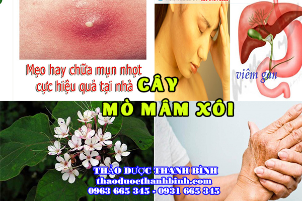 cây mò mâm xôi