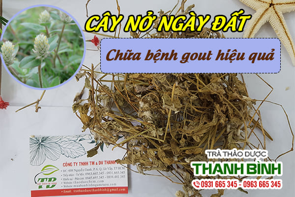 Cây nở ngày đất nguyên chất có tại Thảo dược Thanh Bình