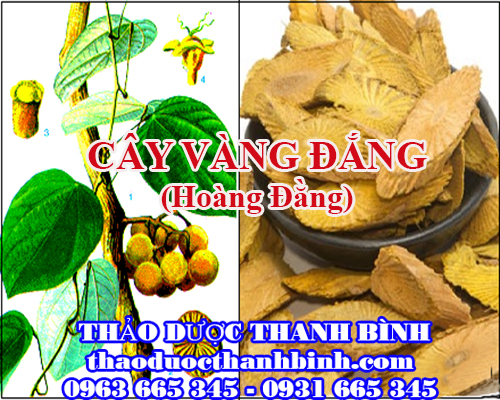 cây vàng đắng