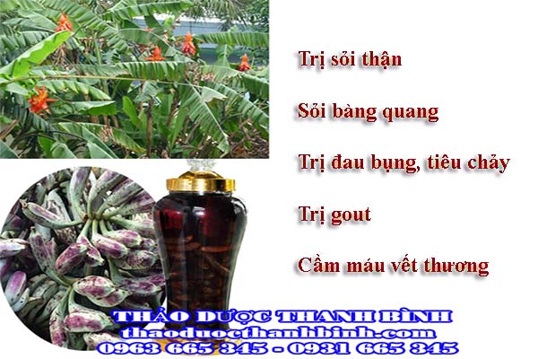  chuối hột rừng