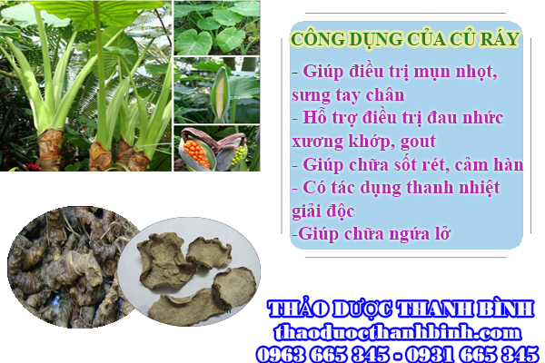 Địa chỉ mua bán củ ráy tại Hải Dương giá tốt nhất