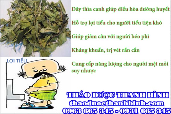 dây thìa canh