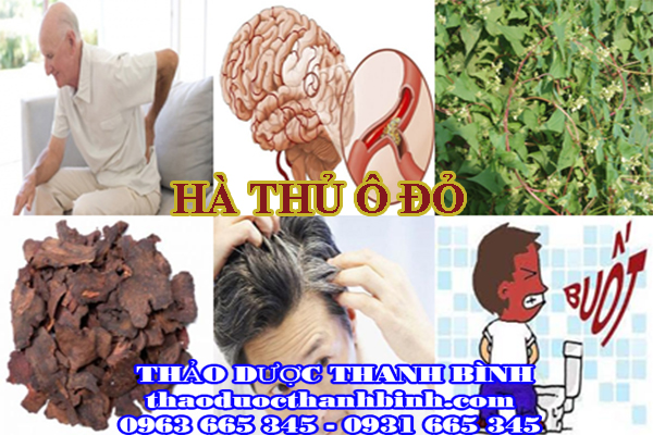  hà thủ ô đỏ 