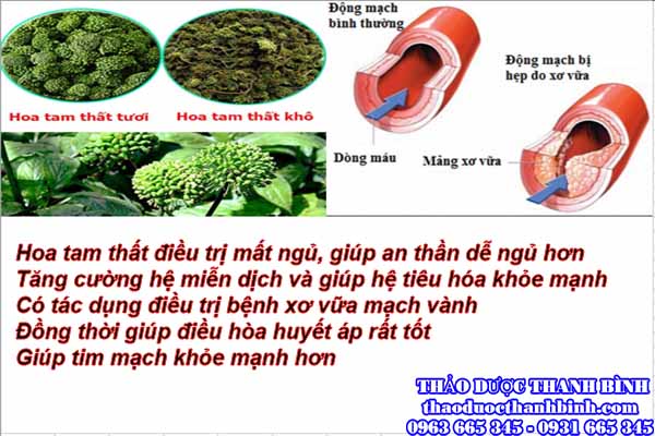 Những công dụng mà hoa tam thất mang lại