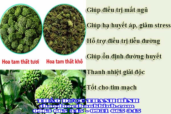  hoa tam thất 