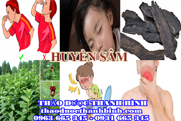 huyền sâm (hắc sâm)