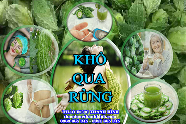 Tìm hiểu về vị thuốc khổ qua rừng