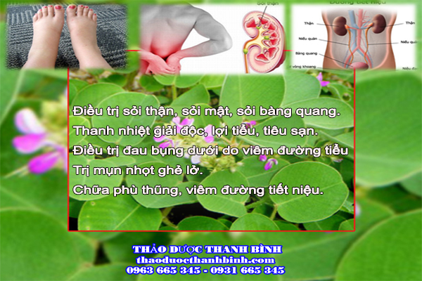 Kim tiền thảo và bài thuốc trị sỏi thận