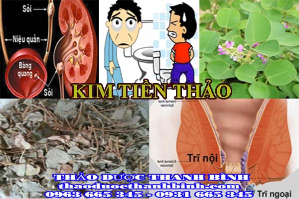 Giới thiệu về vị thuốc kim tiền thảo