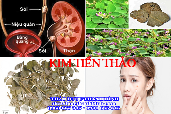 Kim tiền thảo công dụng và cách dùng ra sao?