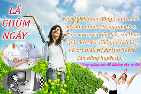 Đặc điểm nhận biết cây chùm ngây