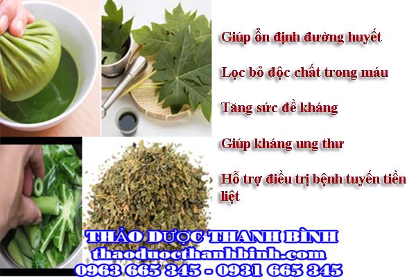 Lá đu đủ đực đặc trị những bệnh gì?