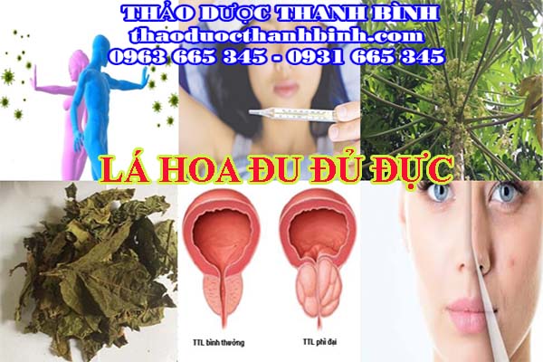 Đặc điểm về lá đu đủ đực