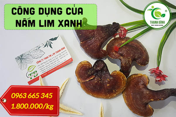 Tìm hiểu công dụng về nấm lim xanh