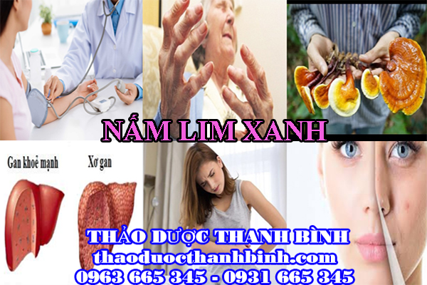 Nấm lim xanh có những công dụng gì?