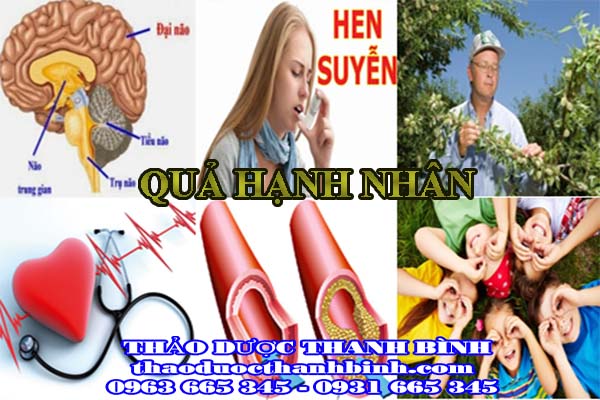 Giới thiệu đặc điểm hạnh nhân