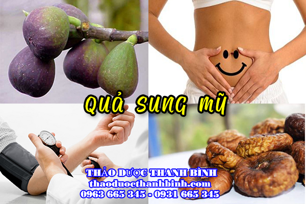 Đặc điểm quả sung Mỹ