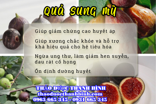 Công dụng của quả sung Mỹ