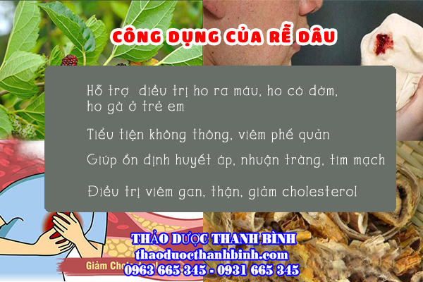 Công dụng trị bệnh của rễ dâu