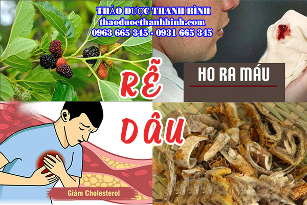 Giới thiệu về rễ cây dâu