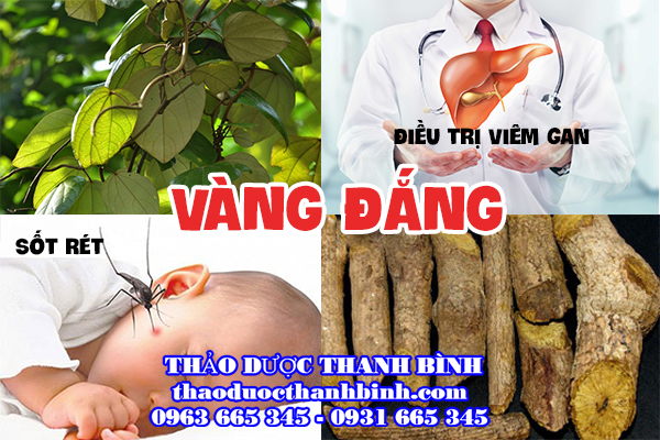 cây vàng đắng