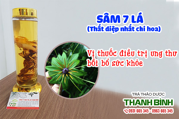 Bài thuốc chữa ung thư từ sâm 7 lá