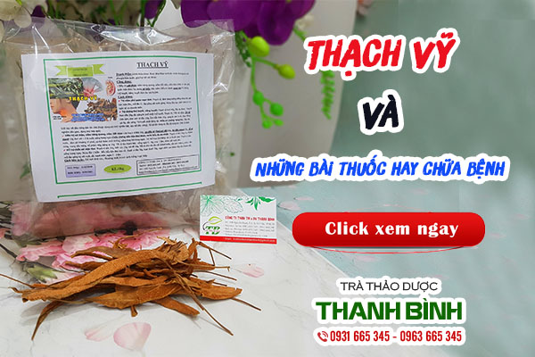 Bài thuốc trị sỏi thận tiết niệu từ thạch vỹ