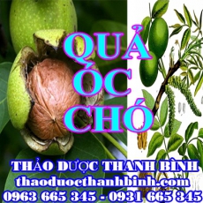 Địa chỉ mua bán quả óc chó tại Bắc Kạn giá tốt nhất